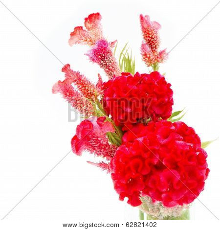 Cockscomb