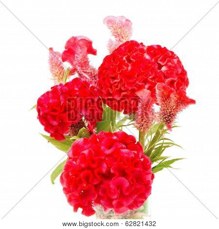 Cockscomb