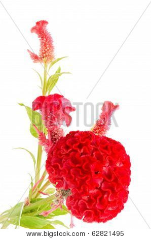 Cockscomb