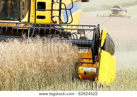 Combine Harvesting Rape