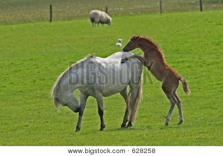 พยายาม Piggeyback การ