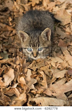Сладкий котенок