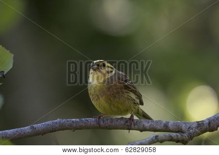 a yellowhammer (emberiza citronella) in a tree