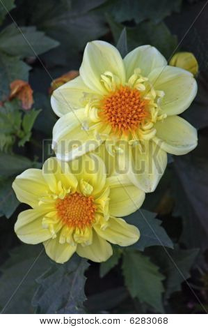 flores amarelas