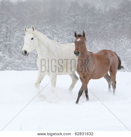 Two Moravian Warmbloods Running In Winter