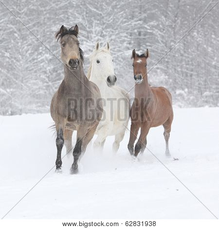 Batch Of Horses Running In Winter