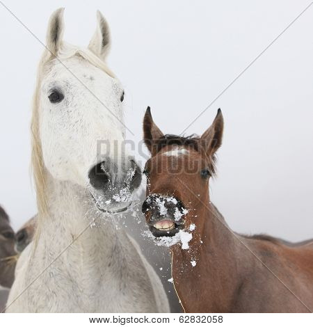 Mare With Foal In Winter
