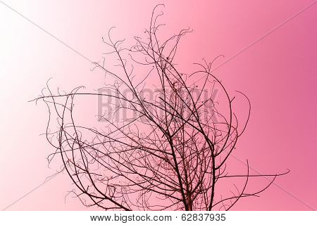Dried Tree On Pink