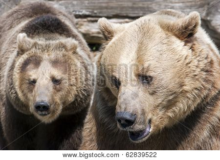 Two Brown Bears (ursus Arctos Arctos)