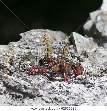 Sedum Rubrotinctum