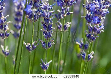 Lavender Flower (lavandula X Intermedia)