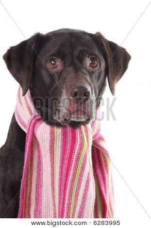 Labrador-rózsaszín sál