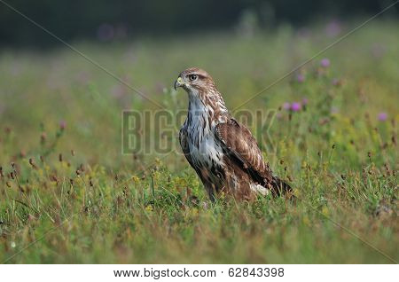 Common buzzard