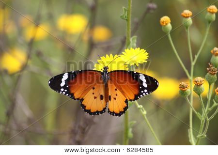 Motyl