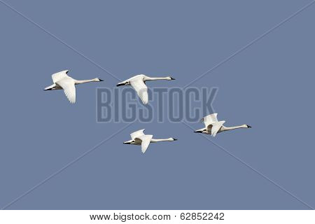 Group Of Tundra Swans In Flight