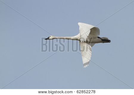 Tundra Swan In Flight
