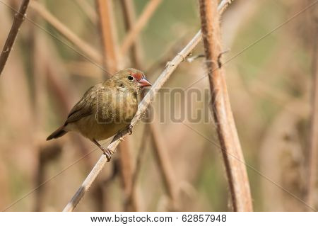 Female Red-billed Firefinch Perched On Dried Stalks