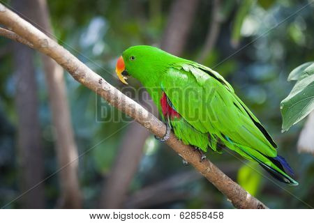 Male Indonesian Eclectus Parrot on a Tree Branch.