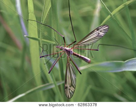 Crane-fly