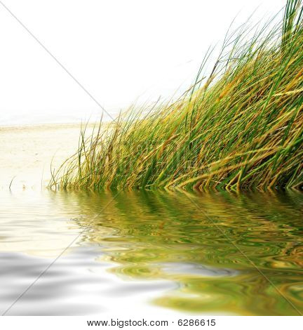 Marram 草