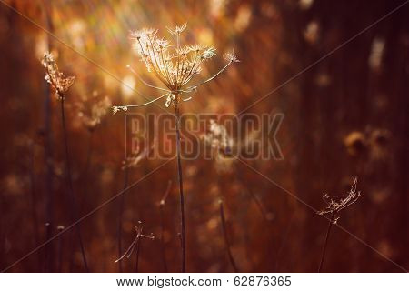Lonely field weeds in the meadow