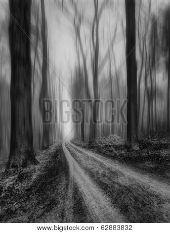 beech alley