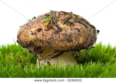 Giallo Boletus (suillus Granulatus) esperienza sopra il verde muschio