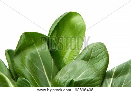 Baby Bokchoi