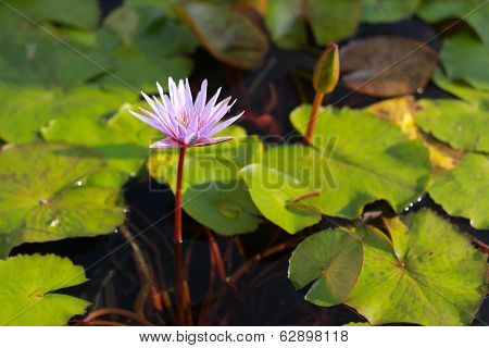 Pink Lotus Flower Blooming In The Pool