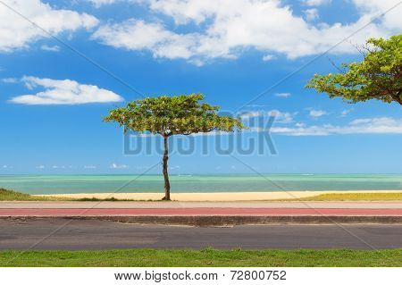 Almond Tree On Beach Blue Water And Sky Background, Vila Velha, Espirito Santo,brazil