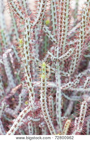Euphorbia Aeruginosa Cactus Plant.