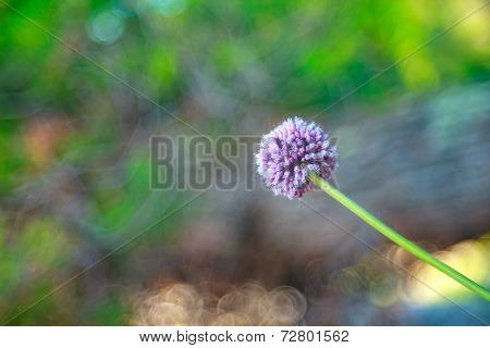 Alium Cepa Flower