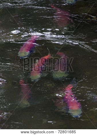 Sockeye Salmon Swimming Upstream