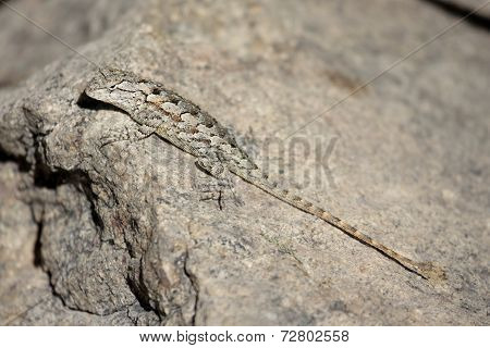 Western Fence Lizard (sceloporus Occidentalis)