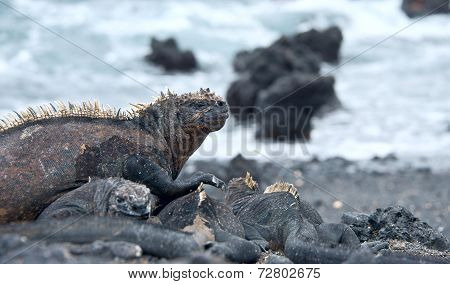 Galapagos Marine Iguanas