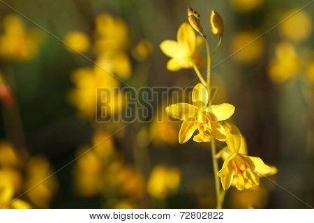 Wild Orchids In Nature, Spathoglottis Lobbii Lindl Flower.wild Orchids In Nature, Spathoglottis Lobb