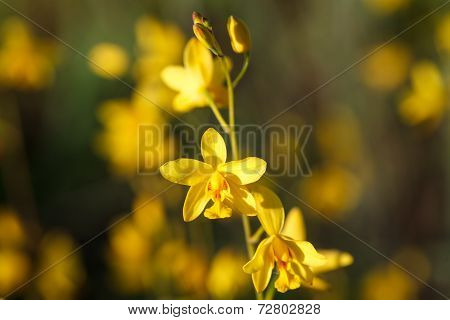 Wild Orchids In Nature, Spathoglottis Lobbii Lindl Flower..