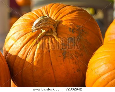 Pumpkin