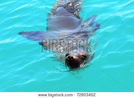 Sea Lion, Galapagos
