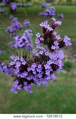 Verbena Bonariensis