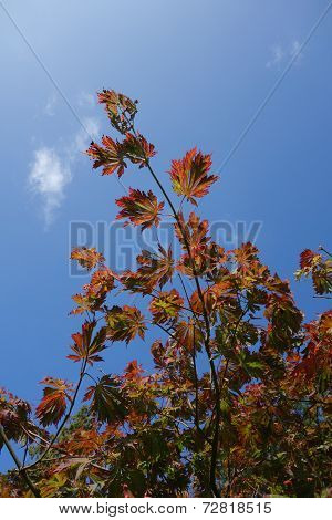 Full Moon Maple Leaves