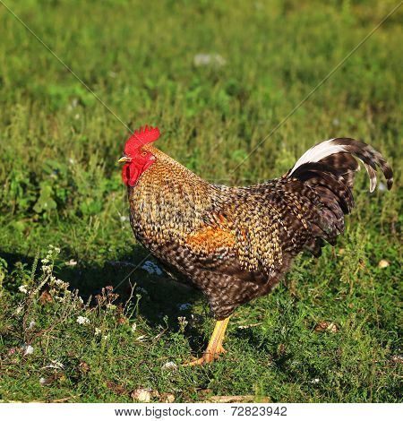 Colorful rooster