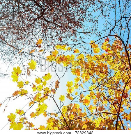 Autumn foliage