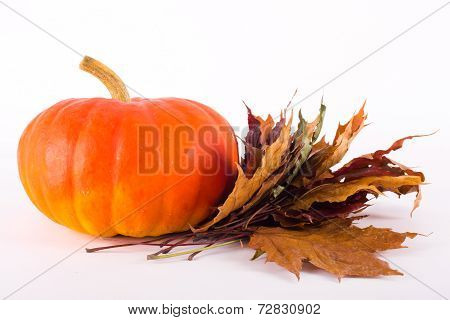 Pumpkin