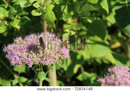 A little butterfly