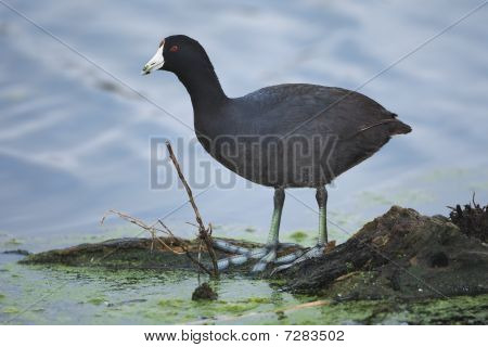 American Coot