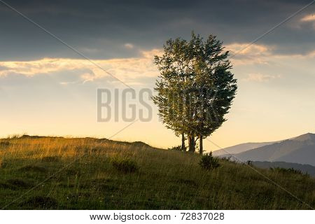 Trees Near Valley In Mountains  On Hillside At Sunrise
