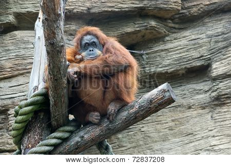 Sumatran Orangutan (pongo Pygmaeus Abelii)