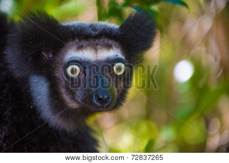 Indri, The Largest Lemur Of Madagascar