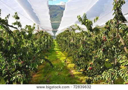 rows of cherry plants, norway